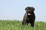 BULLMASTIFF 379